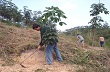 Trồng cao su tiểu điền cho thu nhập 15-17 triệu đồng/ha/tháng 